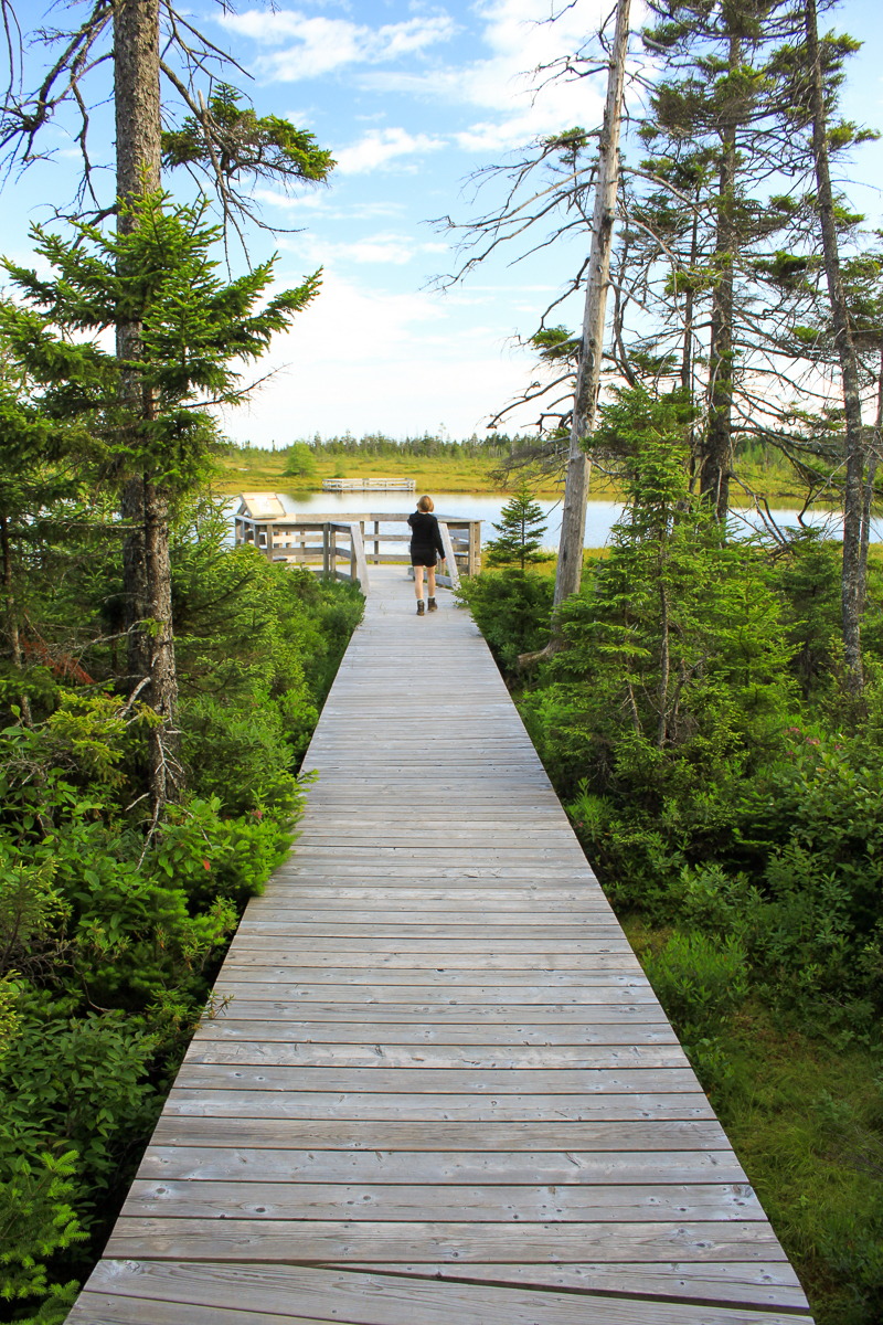 Wooden boardwalk through Acadian forest leading to a viewing platform over the Caribou Plain bog