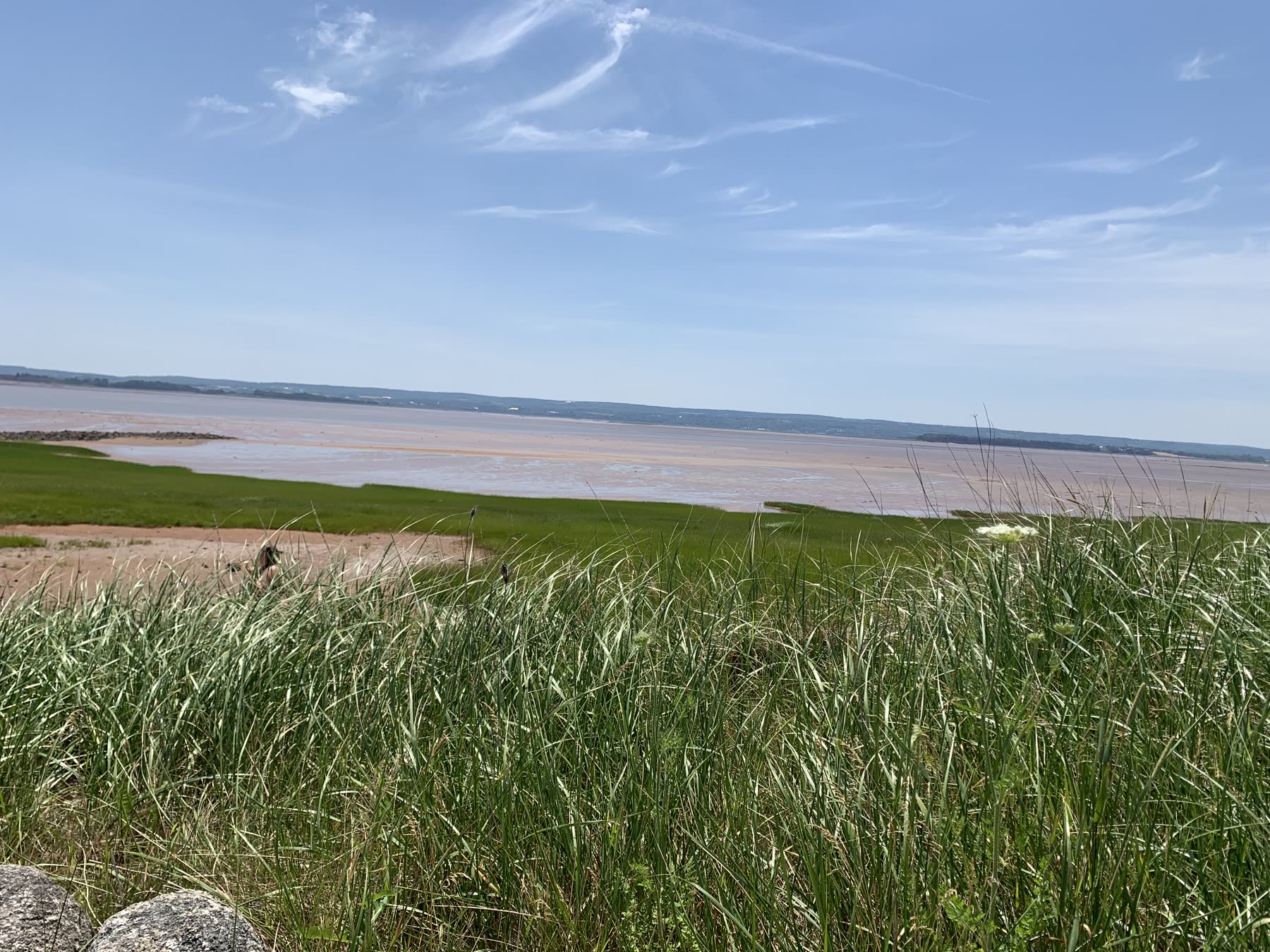 Tall dune grass in the foreground with the wide Minas Basin exposed at low tide behind it