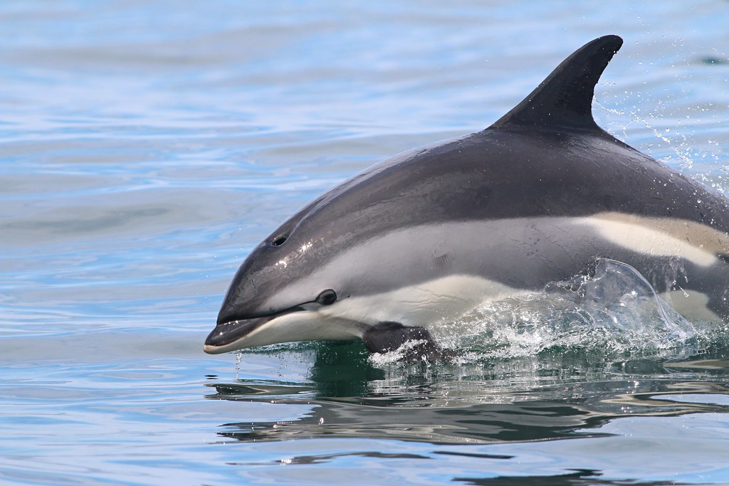 Atlantic white-sided dolphin surfacing in the Bay of Fundy