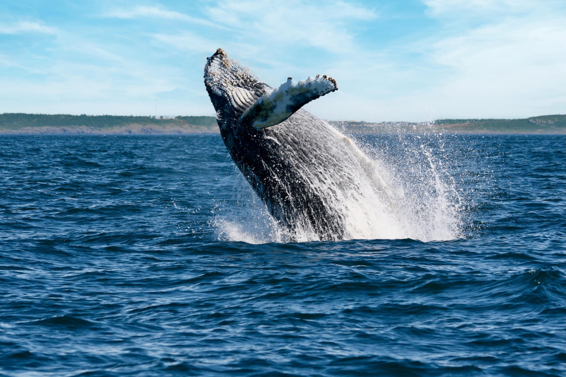 Humpback whale breaching the surface of the Bay of Fundy