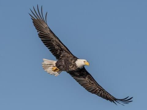 A bald eagle soaring against a clear blue sky