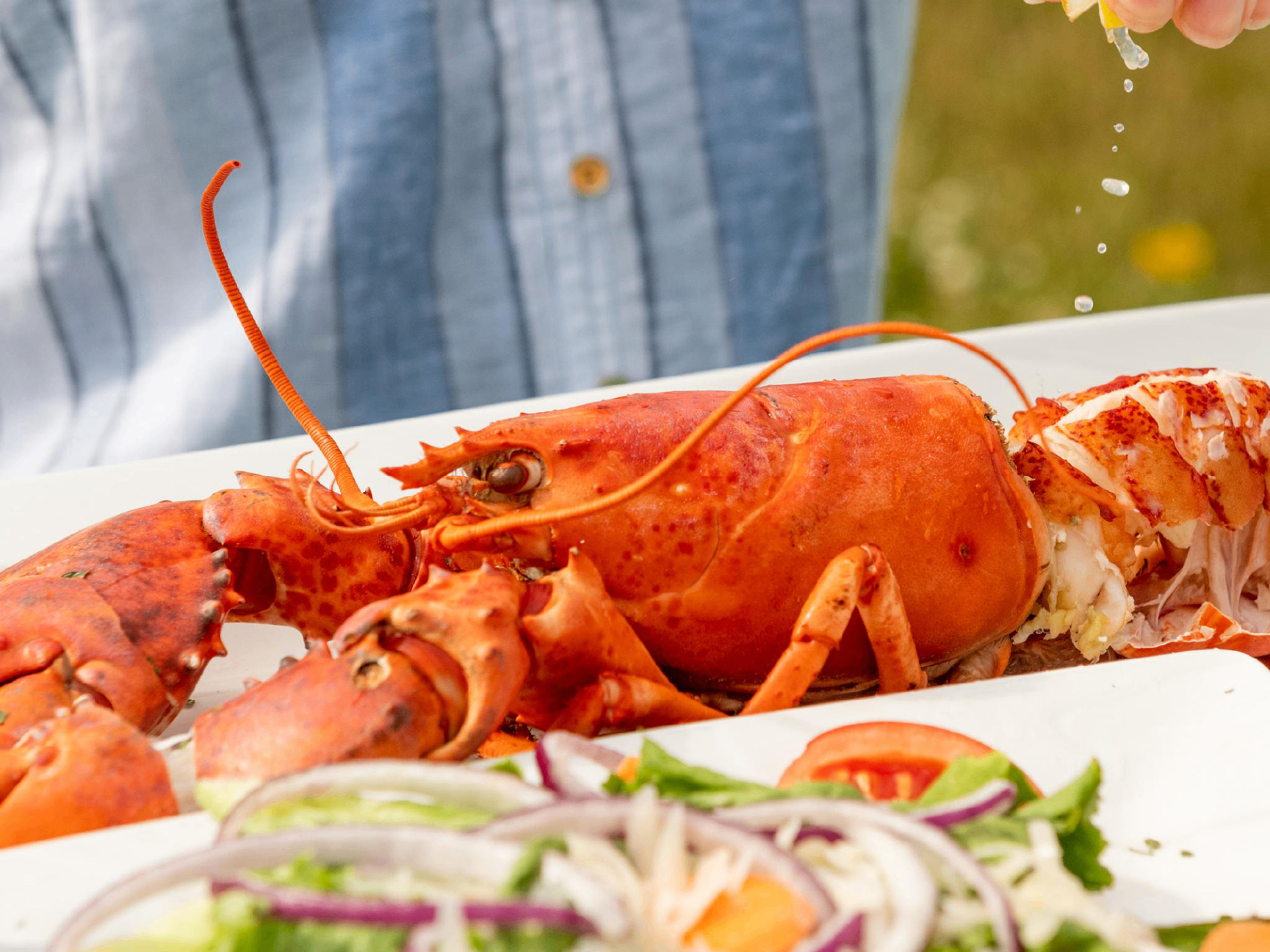 Whole Fundy lobster on a white platter with fresh salad, lemon being squeezed on top