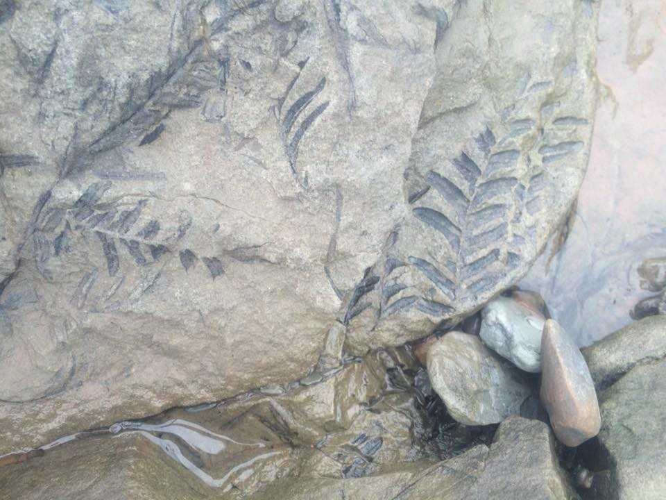Fossilised fern leaves preserved in a slab of sandstone at Joggins Fossil Cliffs