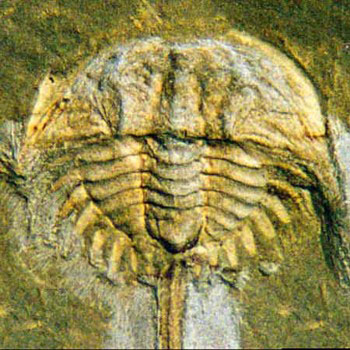 Trilobite fossil pressed into a slab of sedimentary rock