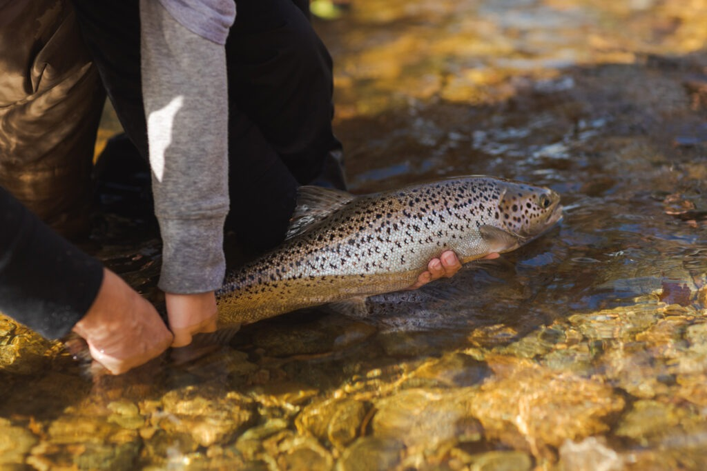 Atlantic salmon being released into a clear stream