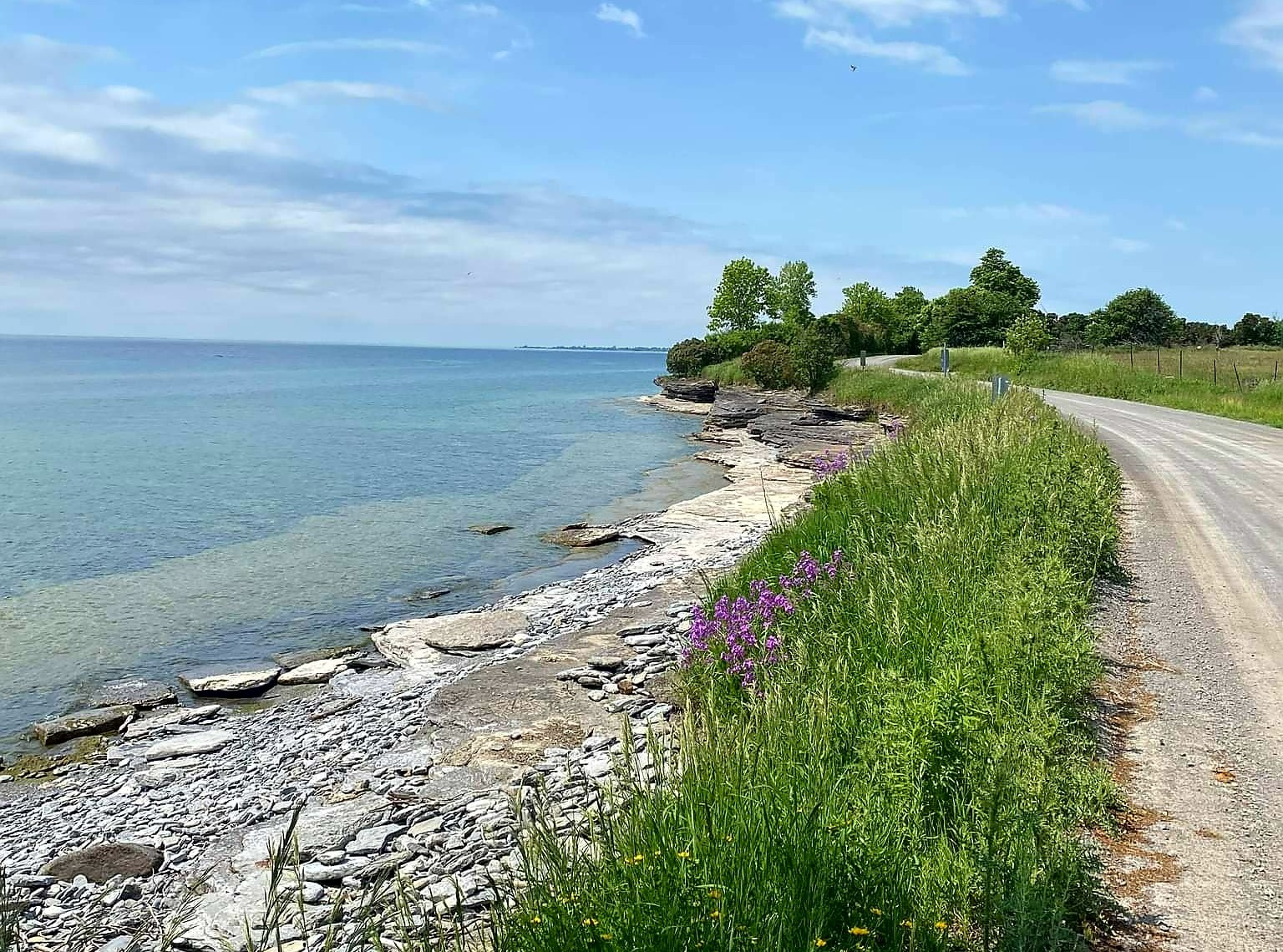 Rocky Bay of Fundy shoreline with turquoise water, wildflowers and a gravel road along the cliff top