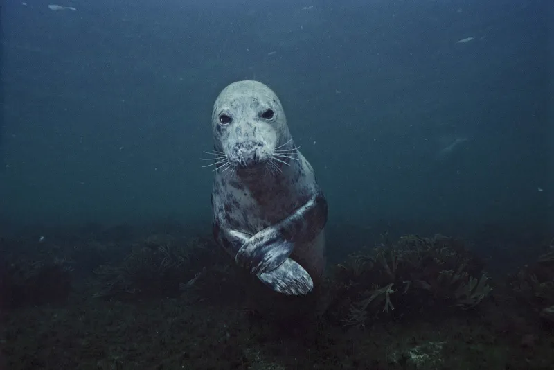 Harbour seal swimming underwater in the Bay of Fundy